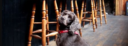 Dog sitting on floor of pub