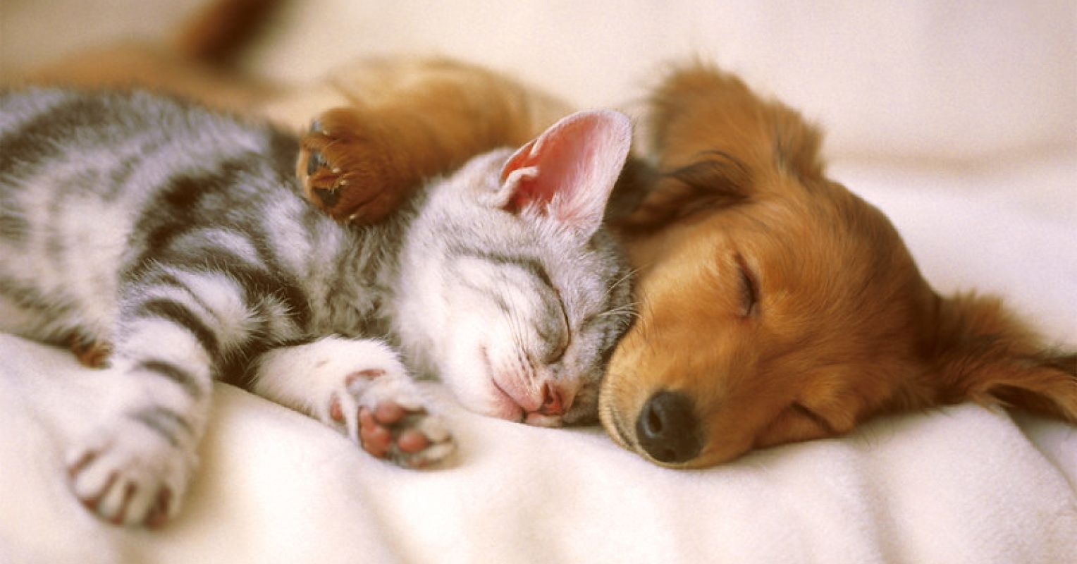 Cat and dog laying together on white bedsheets