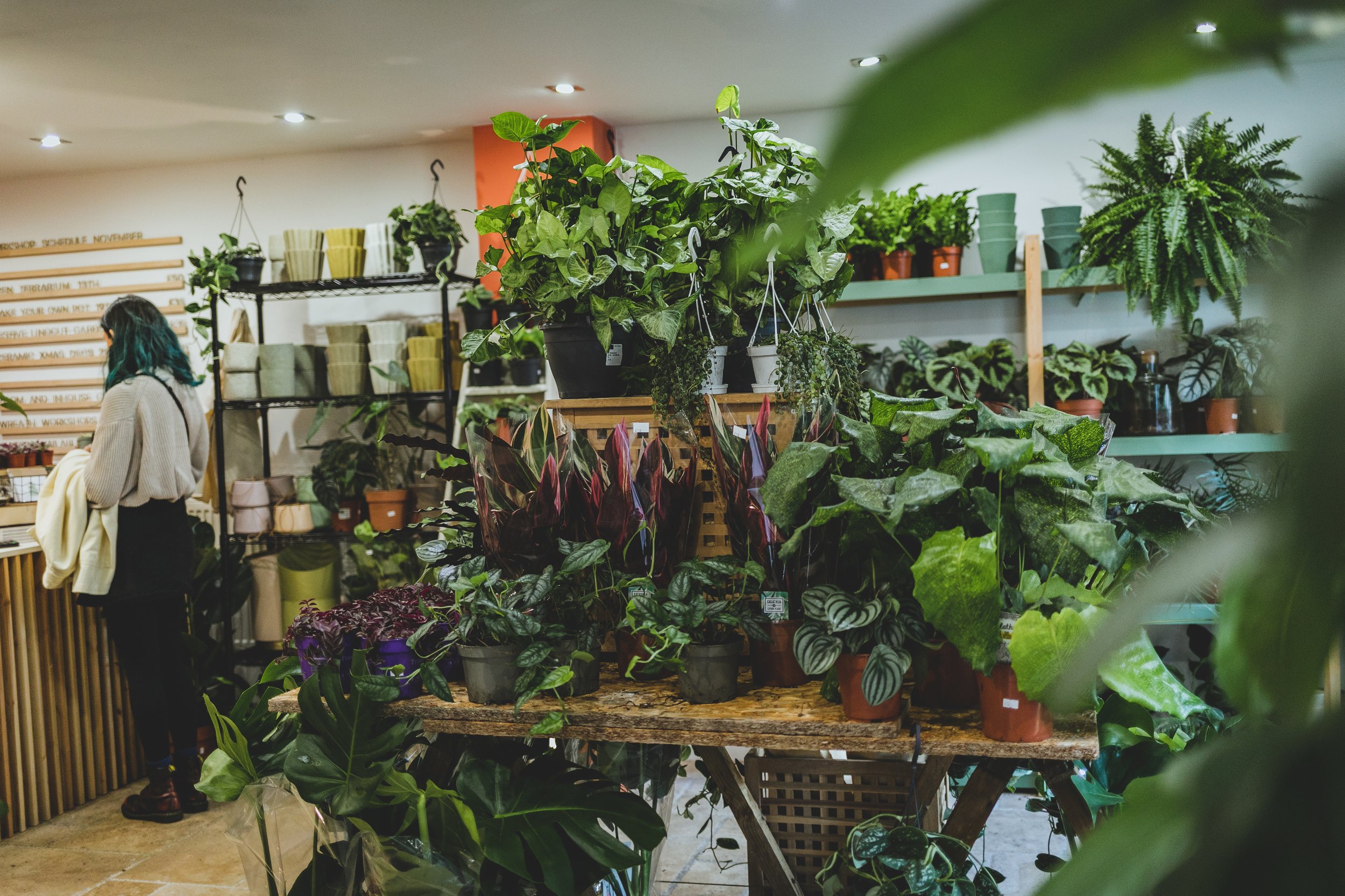 an array of different plants set up on a table in a plant shop