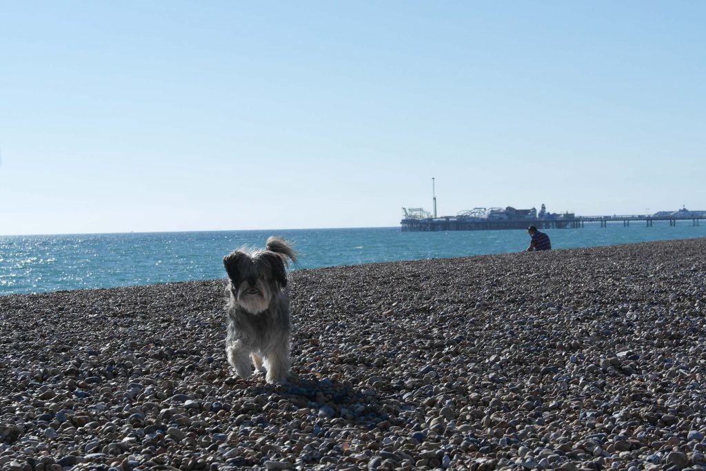 Dog on pebbles on Brighton Beach