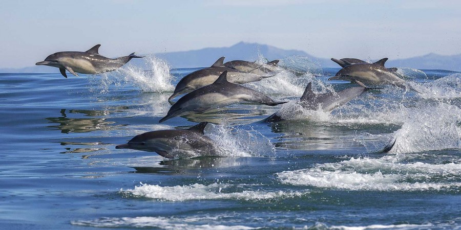 group of dolphins floating on water
