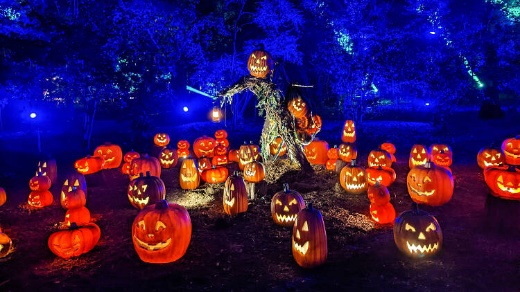 Lots of lit up pumpkins