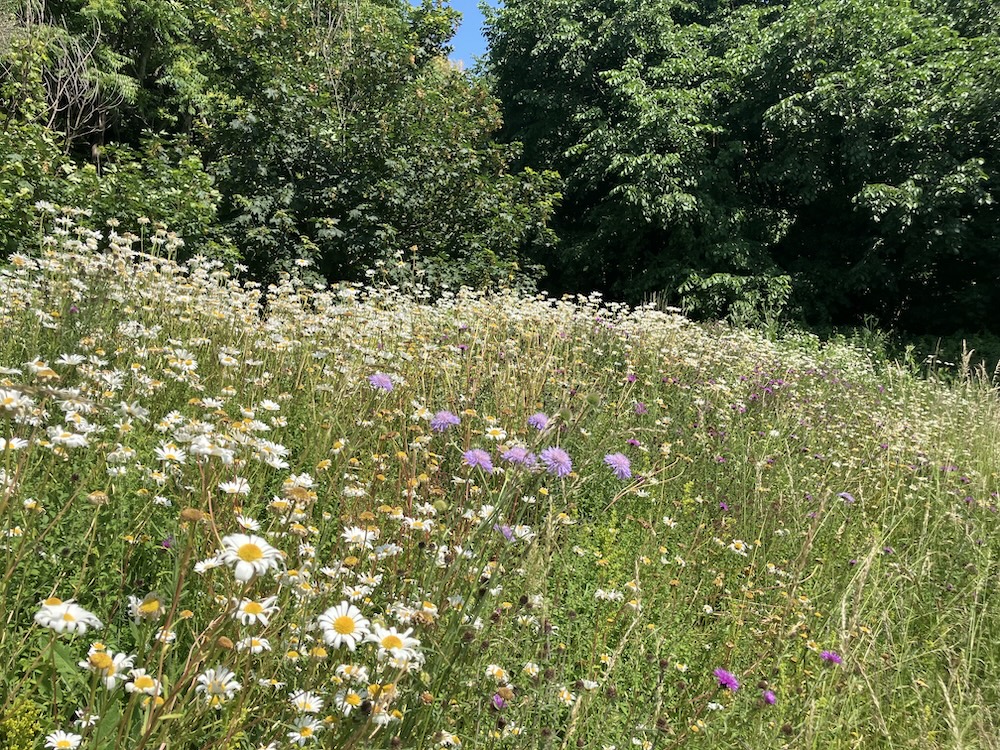 Wildflowers at Surrenden Field bee and butterfly bank