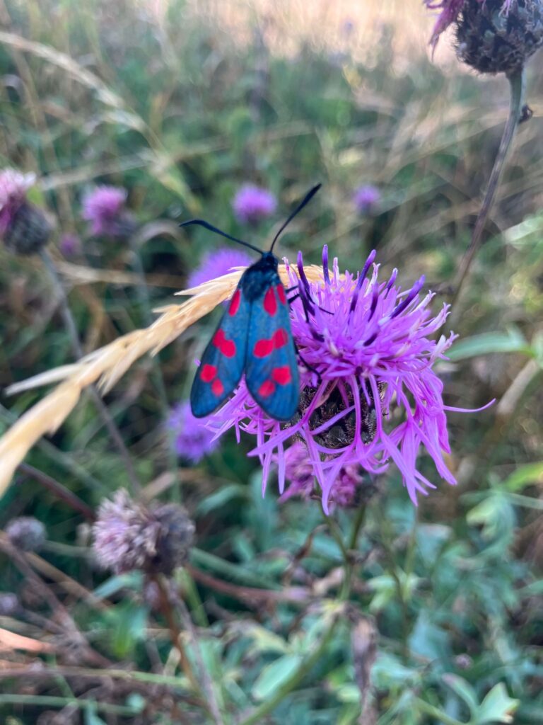 Six Spot Burnet Moth on Greater Knapweed at Hollingbury Park bee and butterfly bank